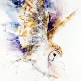 " Dusk " Barn owl