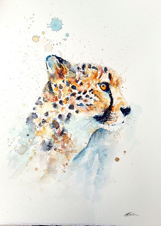 Cheetah