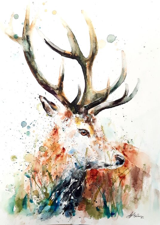 Majestic stag