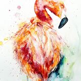 Chilean flamingo - RESERVED Flamingo