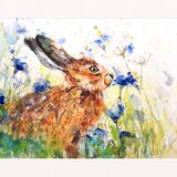 Cornflower kisses SOLD Hare