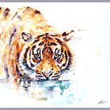 Sumatran drinking Sumatran tiger