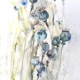 Nature's garden series - seedheads Poppy heads