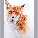 ' Little fox ' Fox