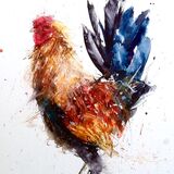 Rooster