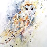 Barn owl