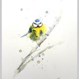 ' Little flufffball ' 13/75 Blue tit bird