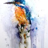 Wet and loose kingfisher