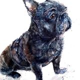 Frank the cheeky pug