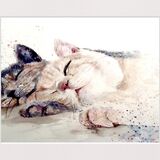 A kitty snuggle