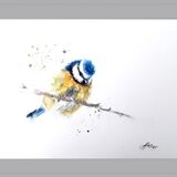 ' Hey up ' 21/75 Blue tit bird