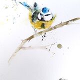 ' The little punk ' 6/75 Blue tit bird