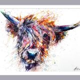 ' Razzle dazzle ' 9/75 Highland cow