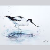 ' Bubble ' Avocet