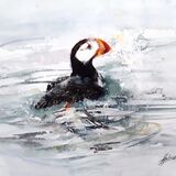 ' Flo ' Puffin