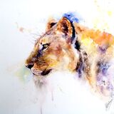 " Queen " Lioness
