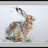 ' Callisto ' Hare
