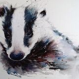 Badger