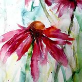 Echinacea