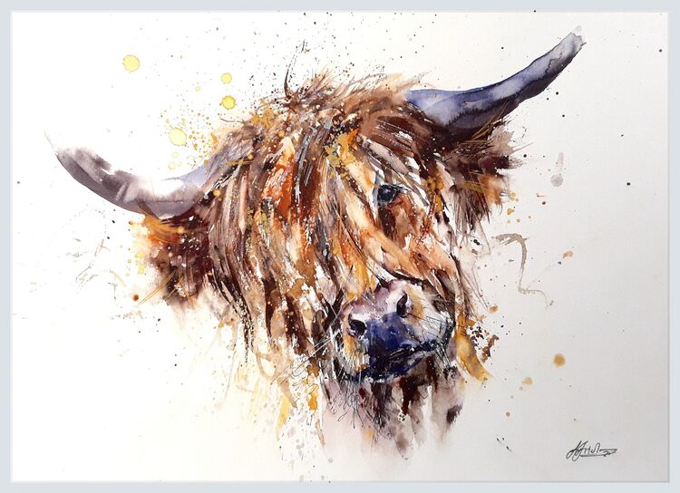 Highland cow