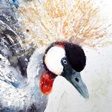 Crested crane