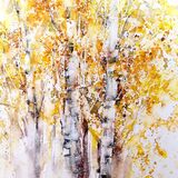 Silver Birch 3 SOLD Silver birch trees