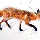 Prowling fox Red fox