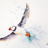 A SPECIAL ORDER FOR ROBERT Puffin paintings