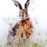 Meadow hare Hare