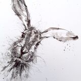 Hare sketch SOLD Hare