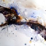 Hawk bird painting
