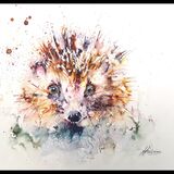 ' Old friends ' Hedgehog