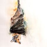 ' Just hang on ' SOLD Bat