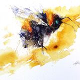 ' Gold dust ' Bee