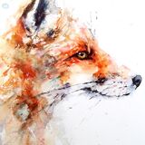 Red fox study