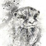 ' Little otter ' 3/100