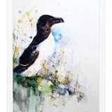 Razorbill