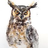 'You hypnotized me' Owl painting