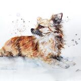 " Zorro " Pet portrait