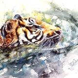 Sumatran tiger swimming Sumatran tiger
