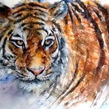 Tiger cat painting