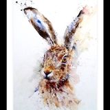 Hare study Watercolour hare painting art