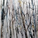 Winter birch Winter birch trees