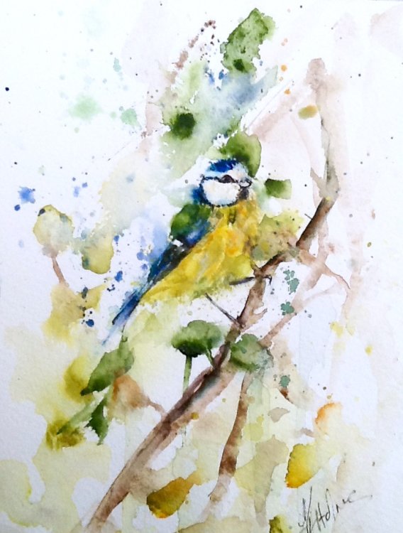 Little blue tit