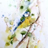 Little blue tit