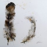 Feathers NOT FOR SALE