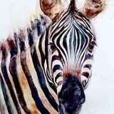 The white stripes Zebra
