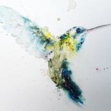 Delicate. Extra image Hummingbird