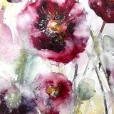 Poppies - extra image