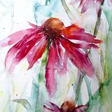 Echinacea - extra image